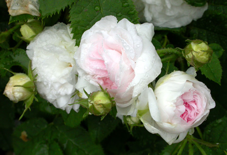 gallery_276_1637_14404.jpg