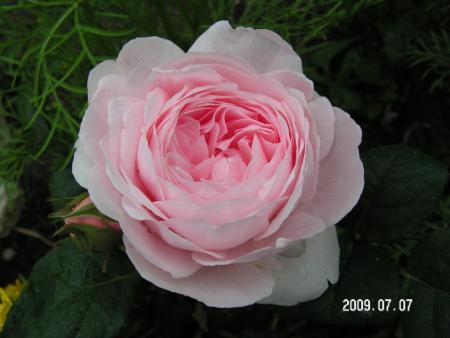 gallery_1786_2574_17509.jpg
