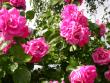 tn_gallery_276_1250_30548.jpg