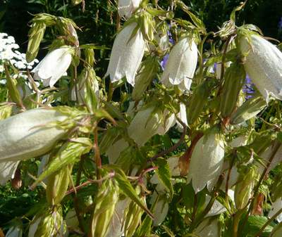 gallery_1300_240_29257.jpg