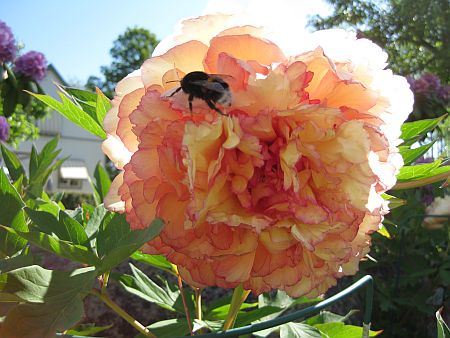 gallery_7737_3567_12981.jpg