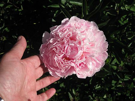 gallery_7737_3567_15509.jpg