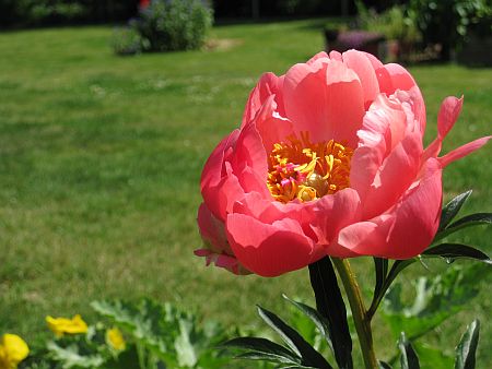 gallery_7737_3567_17103.jpg