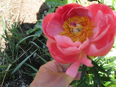 gallery_7737_3567_42359.jpg