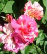 tn_gallery_12789_2988_2429.jpg