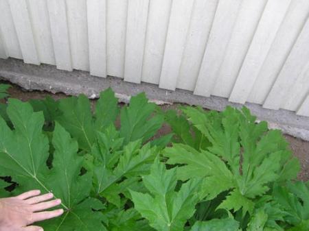 gallery_23041_3659_17509.jpg