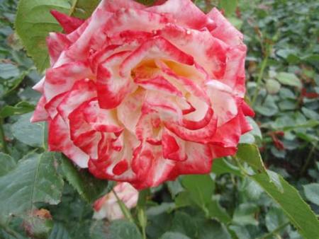 gallery_9996_3654_20739.jpg