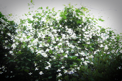 gallery_23533_3540_177712.jpg
