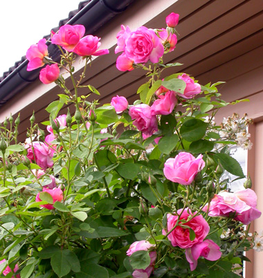 gallery_276_1247_89122.jpg