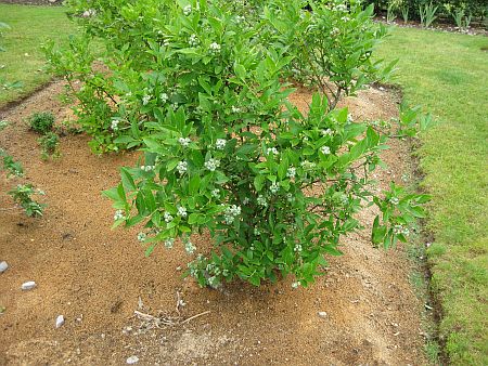 gallery_7737_3662_59541.jpg