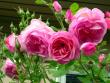 tn_gallery_276_1247_80943.jpg