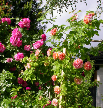 gallery_276_1250_107419.jpg