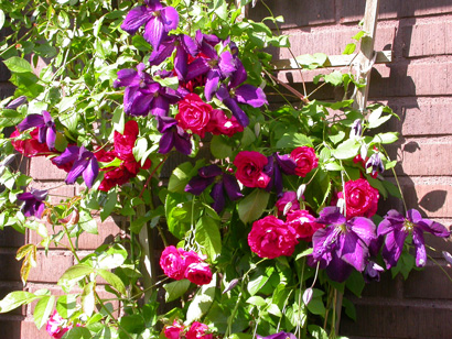gallery_276_1250_1517.jpg