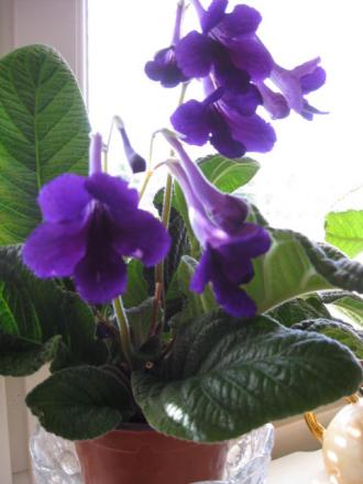 gallery_23204_3641_30399.jpg