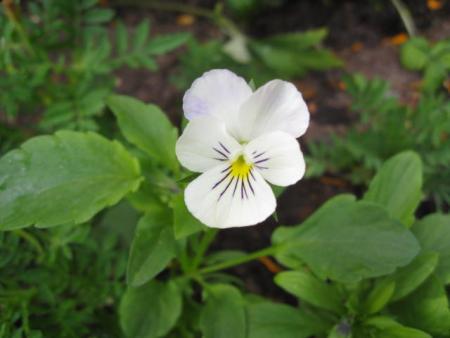 gallery_23204_3641_34732.jpg