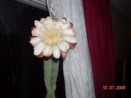 gallery_23528_3666_16351.jpg