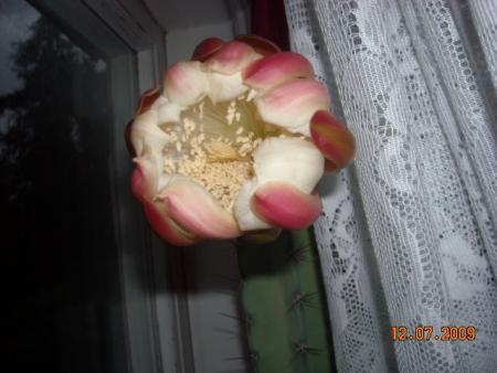 gallery_23528_3666_47592.jpg