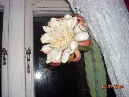 gallery_23528_3666_63995.jpg