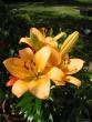 tn_gallery_2529_1142_79134.jpg