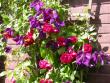 tn_gallery_276_1250_1517.jpg