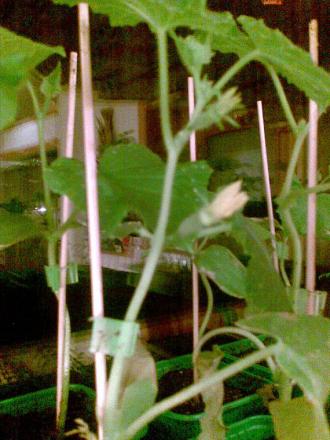 gallery_17826_3675_75649.jpg