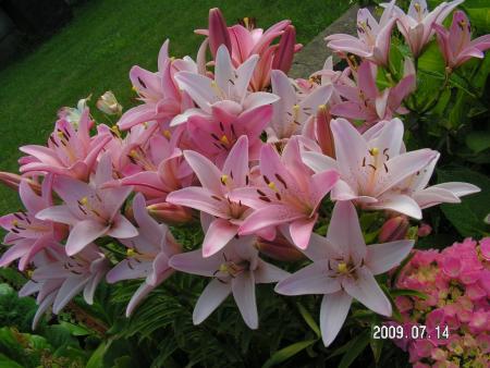 gallery_1786_2895_46916.jpg