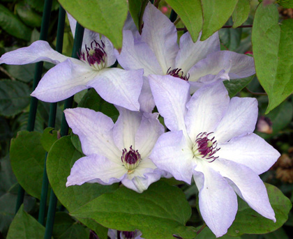 gallery_276_1322_10235.jpg