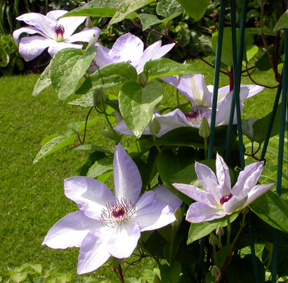 gallery_276_1322_51364.jpg