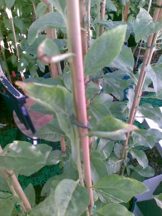 gallery_17826_2680_107452.jpg