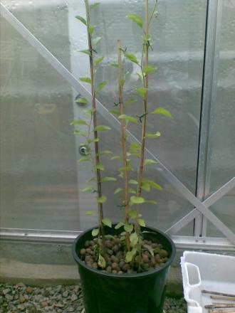 gallery_17826_2680_122098.jpg