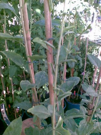 gallery_17826_2680_167040.jpg