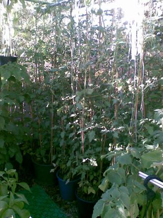 gallery_17826_2680_269826.jpg