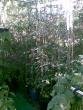 tn_gallery_17826_2680_269826.jpg