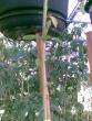 tn_gallery_17826_2680_32278.jpg
