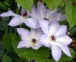 tn_gallery_276_1322_10235.jpg