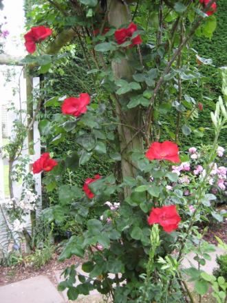 gallery_12351_3599_41373.jpg