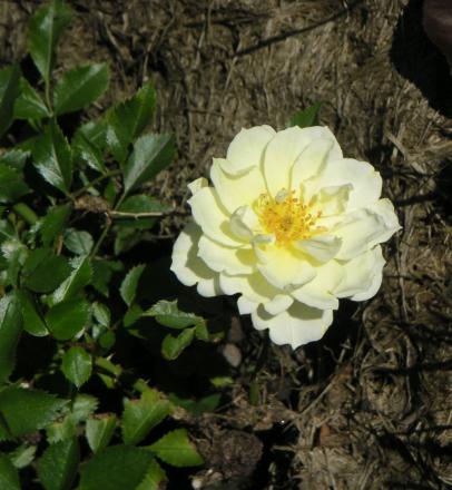 gallery_18990_3674_93656.jpg
