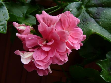 gallery_5783_3304_308458.jpg