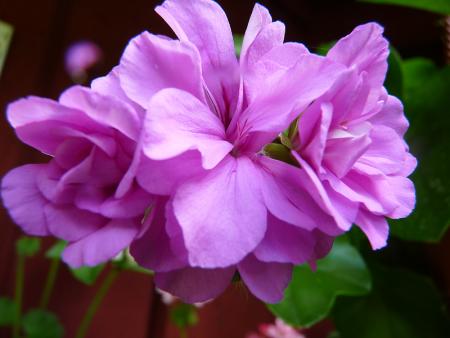 gallery_5783_3305_118944.jpg