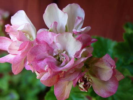 gallery_5783_3307_41086.jpg