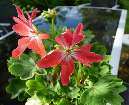 gallery_5783_3310_40844.jpg
