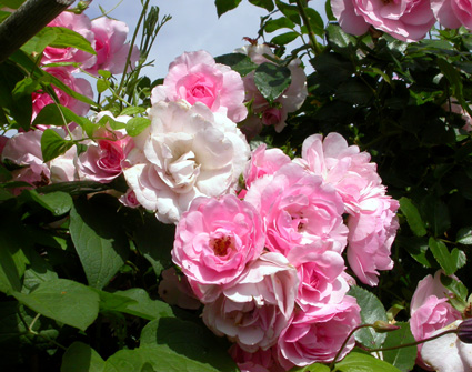 gallery_276_1250_26398.jpg