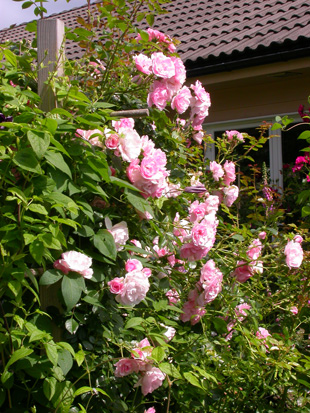 gallery_276_1250_98959.jpg