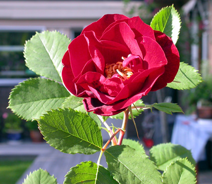 gallery_276_1271_1402.jpg