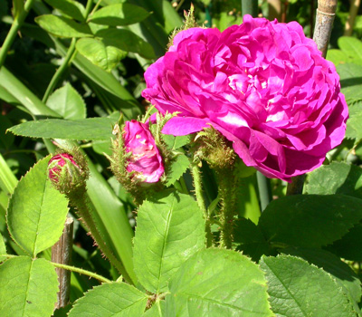 gallery_276_1643_28874.jpg