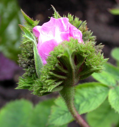 gallery_276_1660_15236.jpg