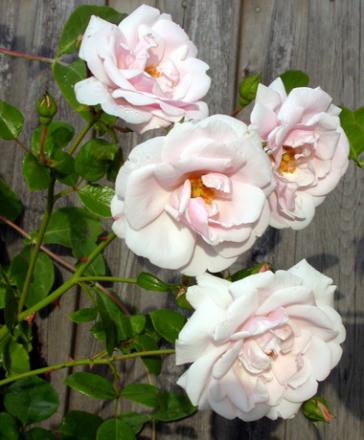 gallery_276_1250_28781.jpg