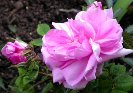 gallery_276_1660_39174.jpg