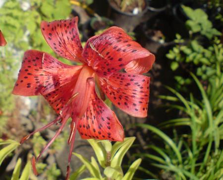 gallery_4707_3413_257517.jpg