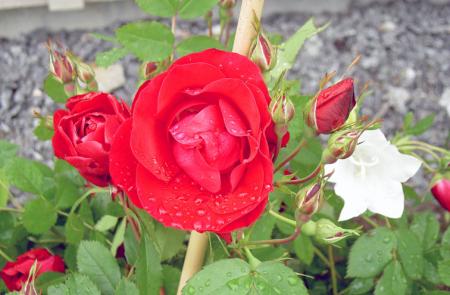 gallery_8514_2907_18306.jpg